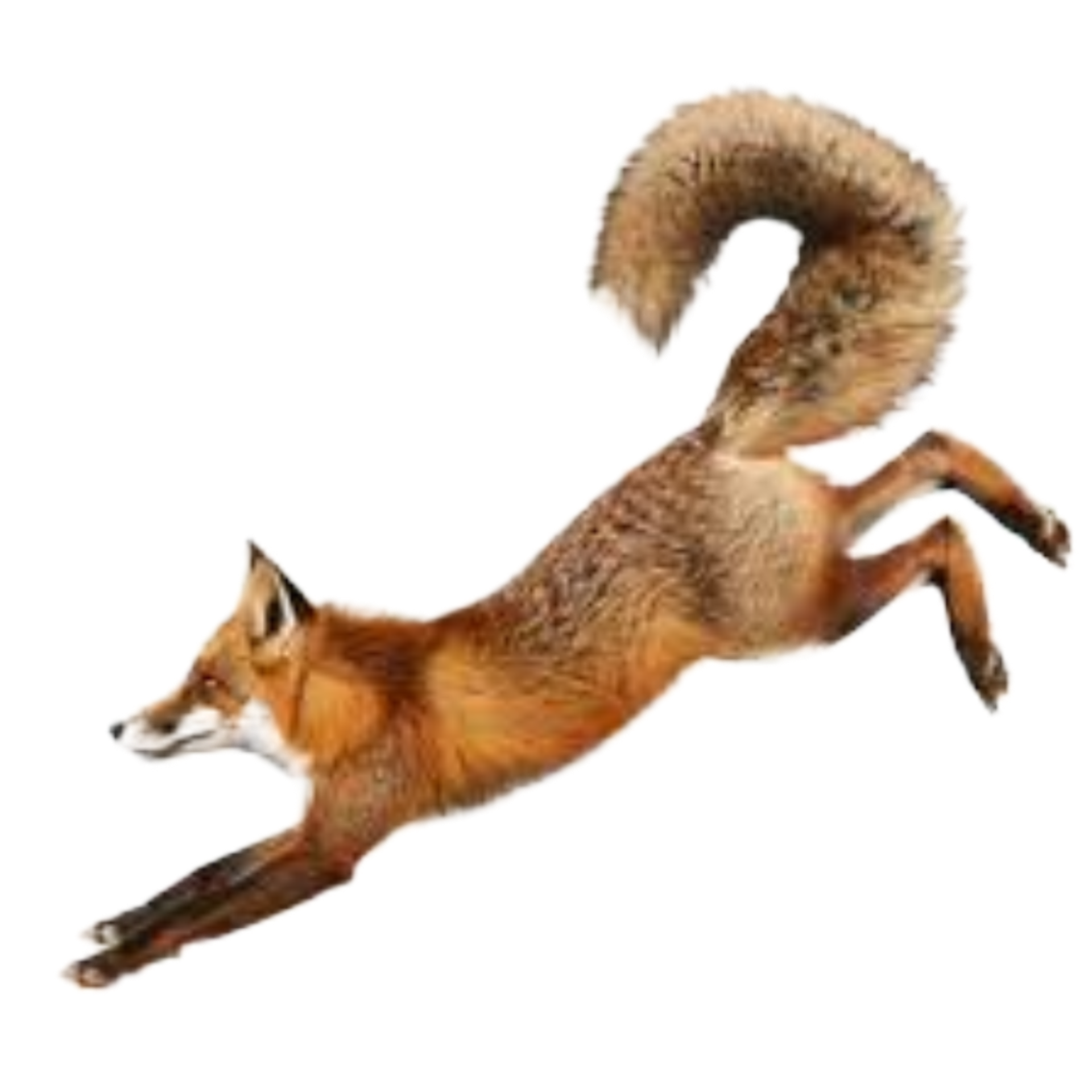fox sleep
